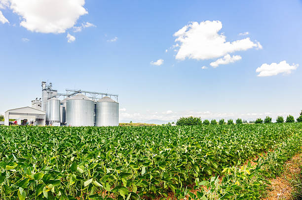istock Soybean field in a sunny day 621570426