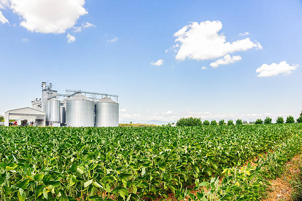 Soybean field in a sunny day Soybean field. In the background, blurred a drying plant and silos silo photos stock pictures, royalty-free photos & images