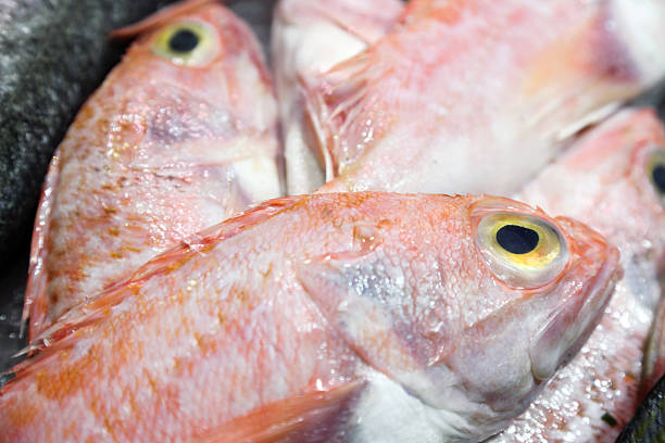 istock Fresh fish on the market 621570924