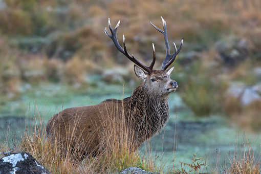 Red Deer Stag in rocky highland terrain