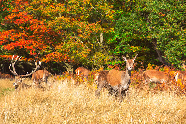 Red Deers in Richmond Park Herd of red deer in Richmond Park, London richmond park stock pictures, royalty-free photos & images