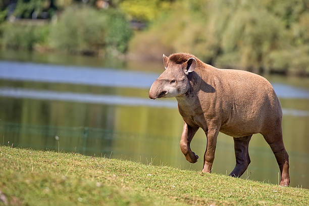 tapir dans une clairière - green woods forest southern brazil photos et images de collection