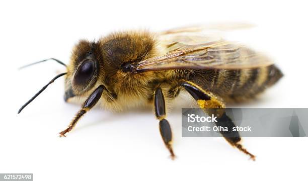 Photo libre de droit de Abeille Sur Blanc banque d'images et plus d'images libres de droit de Abeille - Abeille, Animaux de compagnie, Couleur