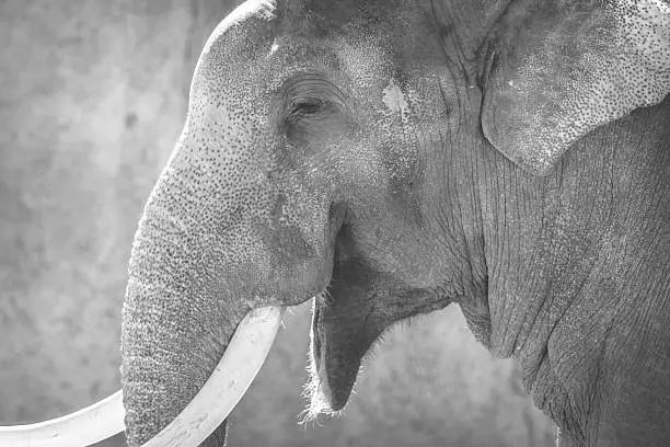 Asian Elephant with large tusks looking with a happy expression. The Asian or Asiatic elephant (Elephas maximus) has been listed as endangered as the population has declined by at least 50% over the last three generations. Black and white image.