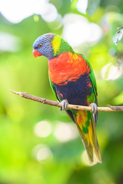 istock Coconut lorikeet parrot tropical bird sitting in a tree 621573234