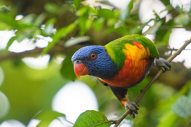 Coconut lorikeet parrot tropical bird sitting in a tree Coconut lorikeet parrot tropical bird sitting in a tree. The colorful bird lives in the Blue Mountains in Eastern Australia and Indonesia and Papua New Guinea. lorikeet photos stock pictures, royalty-free photos & images