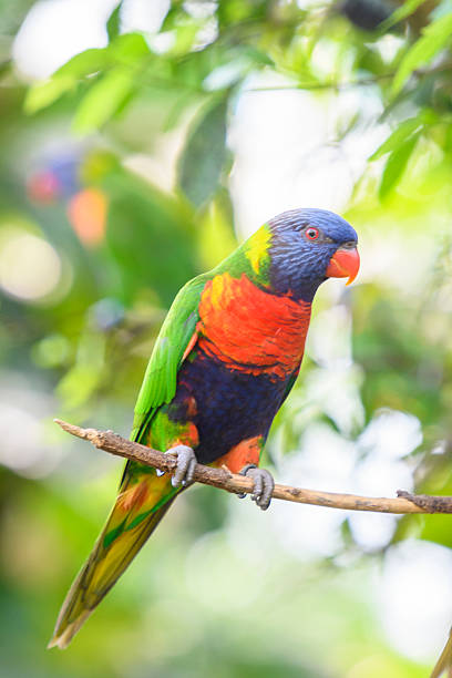 istock Coconut lorikeet parrot tropical bird sitting in a tree 621573376