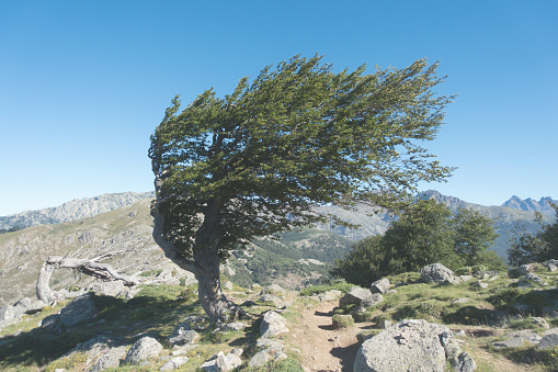 Weather beaten lonely tree in mountain range on trail GR20 in Corsica, France