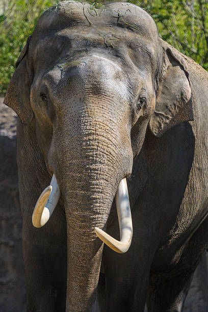 istock Elephant with tusks looking directly at the camera 621573754