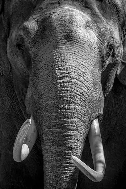 Asian Elephant with large tusks looking directly at the camera. The Asian or Asiatic elephant (Elephas maximus) has been listed as endangered as the population has declined by at least 50% over the last three generations. Black and white image.