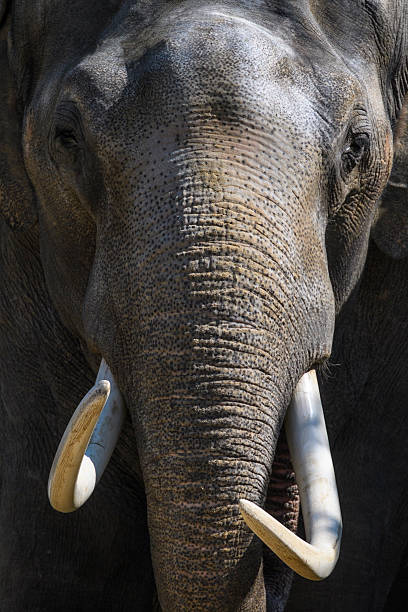 istock Elephant with tusks looking directly at the camera 621573870