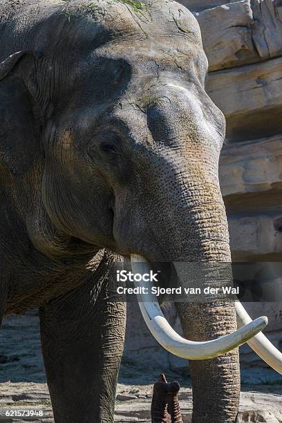 Elephant With Tusks And Long Trunk Stock Photo - Download Image Now - Animal,  Animal Body Part, Animal Head - iStock