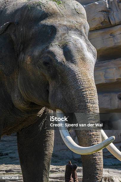 Elephant With Tusks And Long Trunk Stock Photo - Download Image Now - Animal, Animal Body Part, Animal Head - iStock Elephant With Tusks And Long Trunk Stock Photo - Download Image Now - Animal, Animal Body Part, Animal Head - iStock