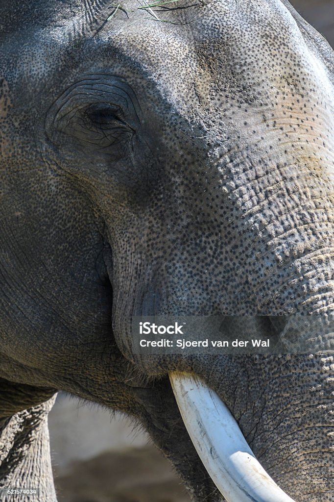 Elephant With Tusks And Long Trunk Stock Photo - Download Image Now - Animal, Animal Body Part, Animal Head - iStock Elephant With Tusks And Long Trunk Stock Photo - Download Image Now - Animal, Animal Body Part, Animal Head - iStock