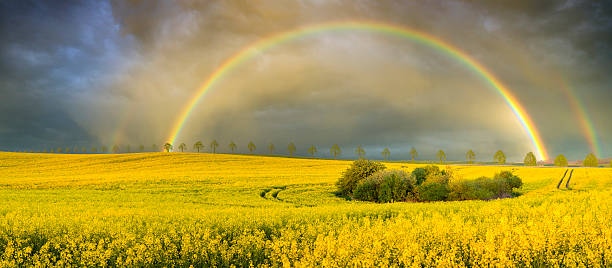 istock Rainbow over a field  after the evening rainstorm 621574500