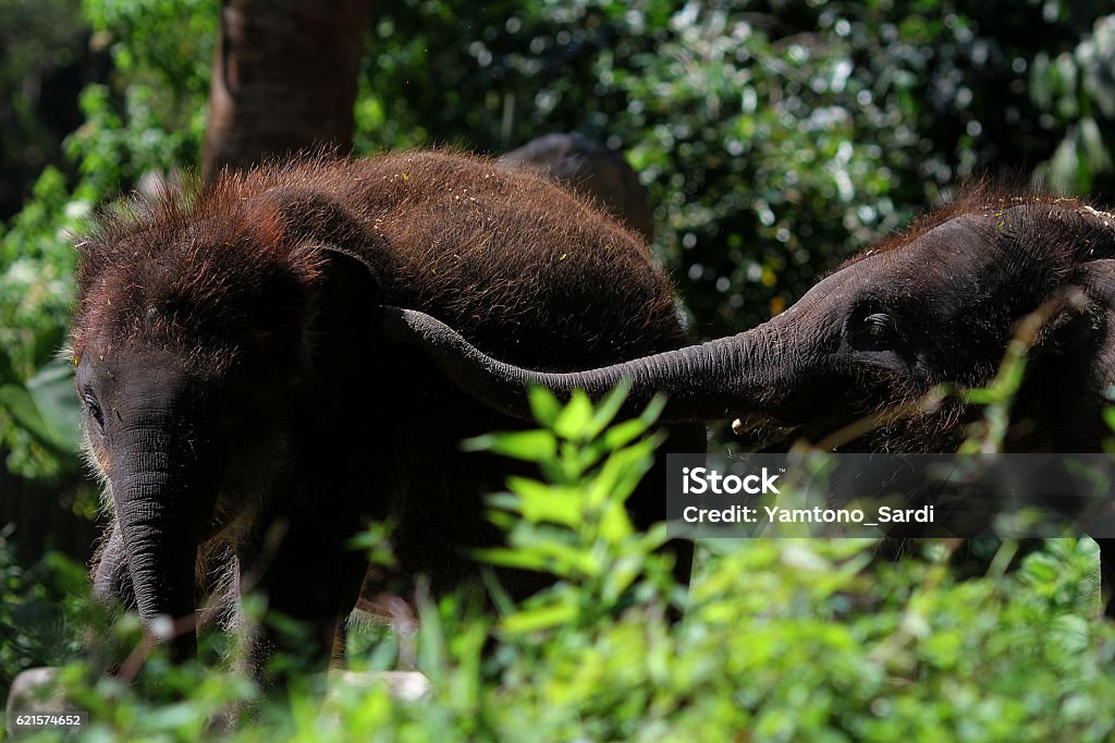 Les Éléphants - Photo de Sumatra libre de droits