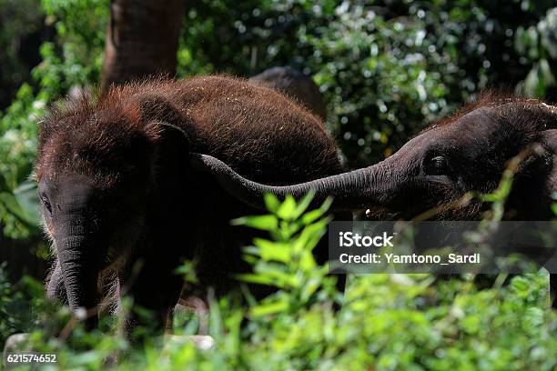 Photo libre de droit de Les Éléphants banque d'images et plus d'images libres de droit de Sumatra - Sumatra, Éléphant, Animaux de safari