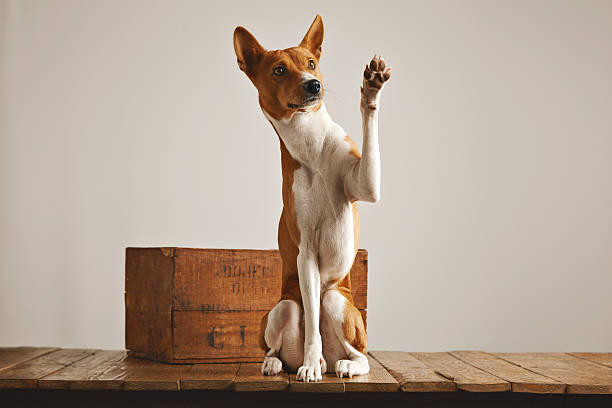 Adorable dog giving his paw stock photo