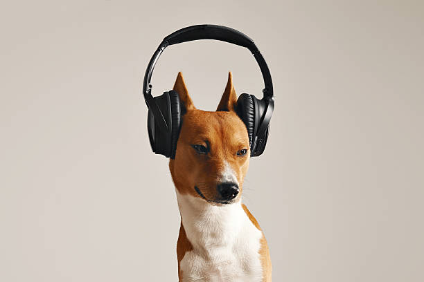 istock Cute basenji dog wearing headphones 621576526