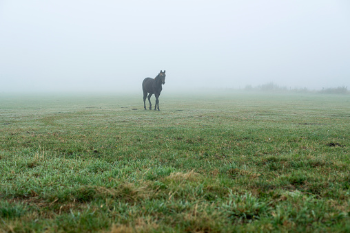 Lonely black horse in misty meadow. Geesteren. Achterhoek. Gelderland. The Netherlands.