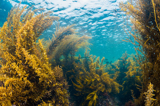 해초  - algae seaweed underwater plant 뉴스 사진 이미지