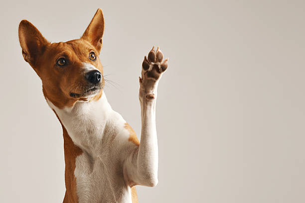 anjing lucu memberikan cakarnya - mengais kaki hewan foto potret stok, foto, & gambar bebas royalti