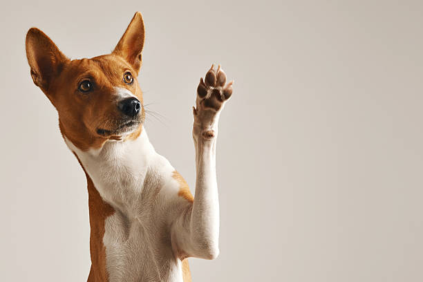 Cute dog giving his paw Adorable brown and white basenji dog smiling and giving a high five isolated on white hello single word photos stock pictures, royalty-free photos & images