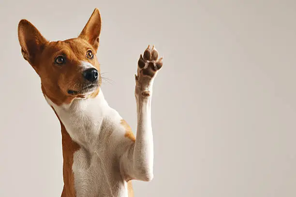 Photo of Cute dog giving his paw