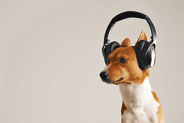istock Happy basenji dog wearing headphones 621579246