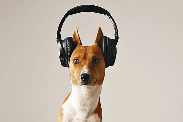 istock Happy basenji dog wearing headphones 621579308