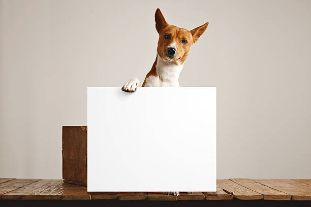 Cute dog with a large blank sign stock photo