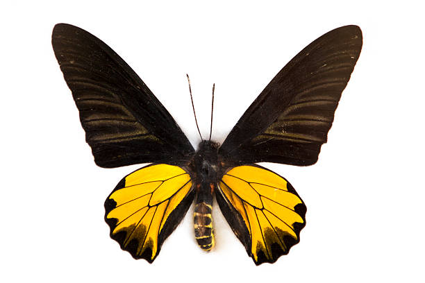 istock Golden Birdwing Butterfly (Troides aeacus) 621580152