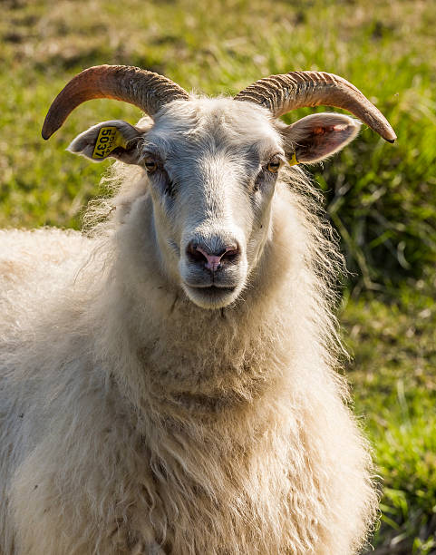 istock Sheep with Horns on Iceland 621580602