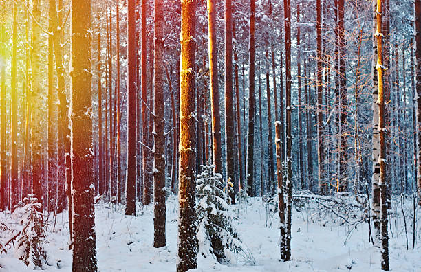 istock winter landscape .Winter scene 621581104