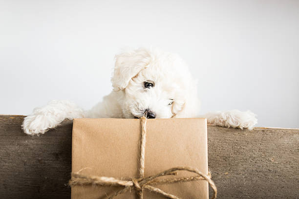 Dog is holding Christmas gift in mouth stock photo