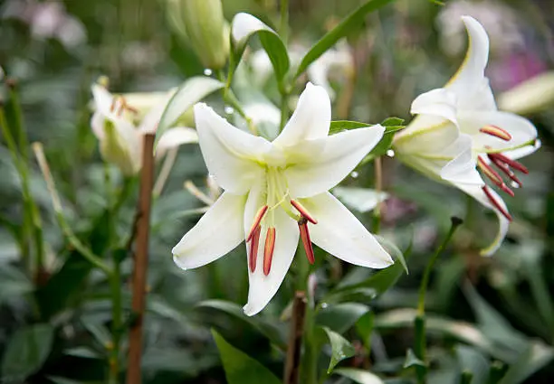 The white flower in garden