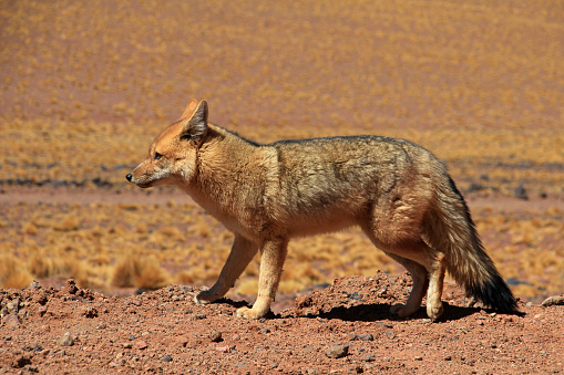 Andean fox, lycalopex culpaeus, also known as culpeo, zorro culpeo or andean wolf. Near Paso Sico, Atacama desert, Chile