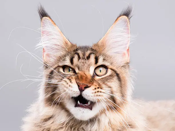 Photo of Portrait of Maine Coon cat