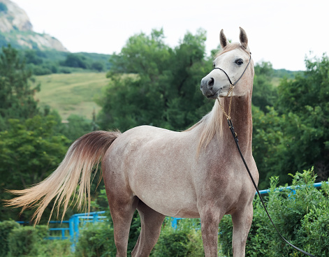 portrait of beautiful arabian filly at mountain background