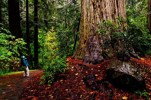 Woman looking up at a large Sequoia in the Jedediah Smith Redwoods State Park in Northern California, USA