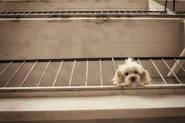 Photo of Puppy looking down from balcony