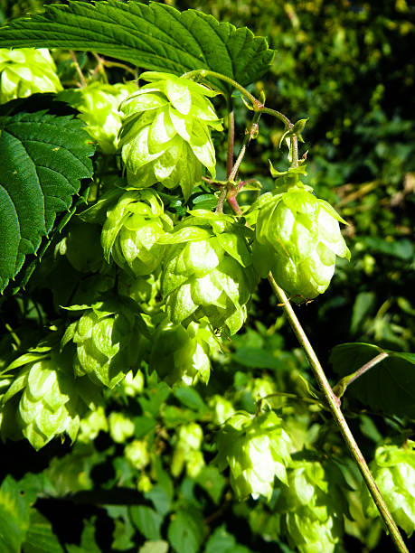 istock Green hop (Humulus) on summer 621588490