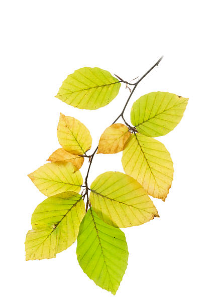istock Beech tree leaves in autumn colors, isolated on white background 621590772
