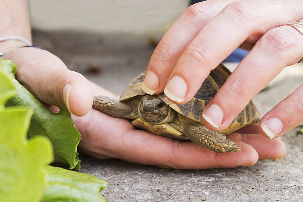 istock Woman holds a turtle 621591272