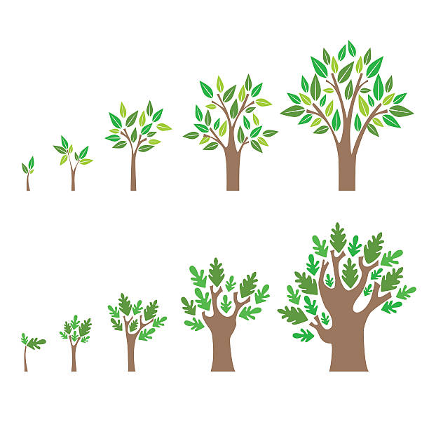 illustrations, cliparts, dessins animés et icônes de croissance d’étape d’un ensemble d’arbres. vecteur - nature spring new life tree