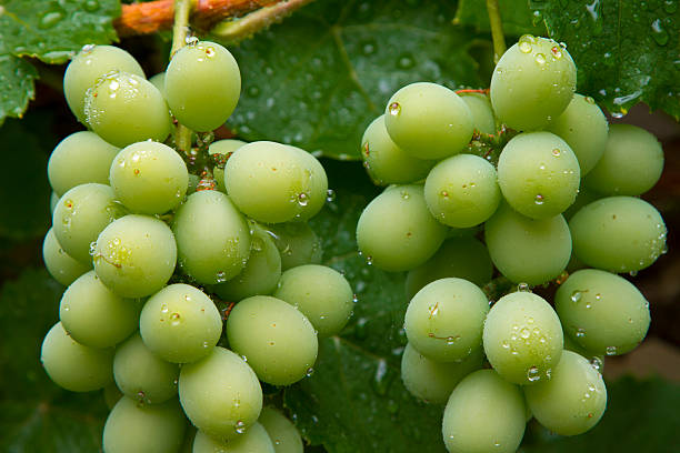 istock Brazilian green grape cluster 621598008