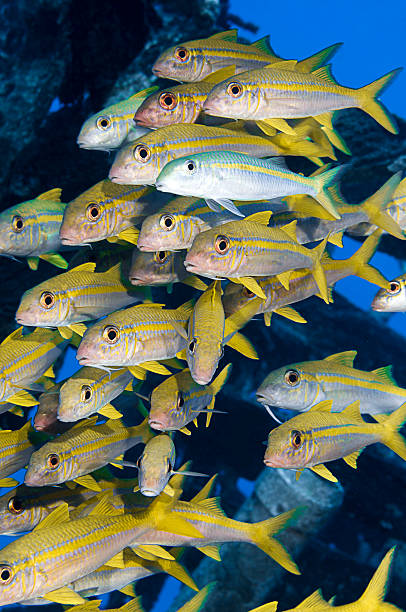 istock Shoal of Goatfish Vertical 621598510