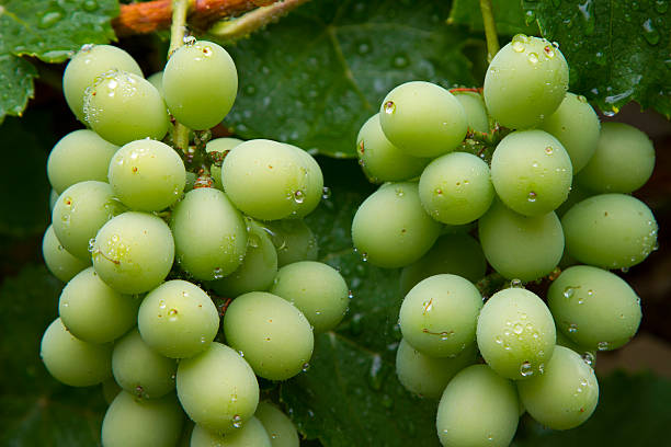 istock Brazilian green grape cluster 621598622