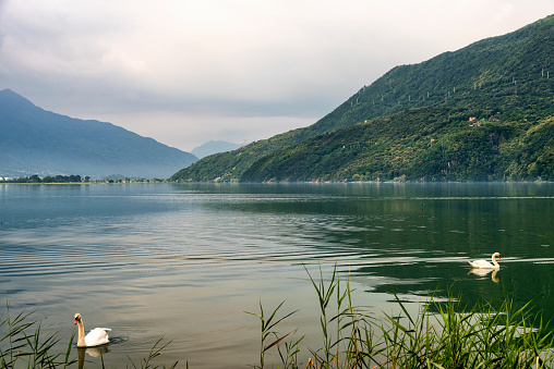 Lake of Mezzola (Sondrio, Lombardy, Italy): swans in a summer morning