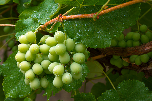 Brazilian green grape cluster